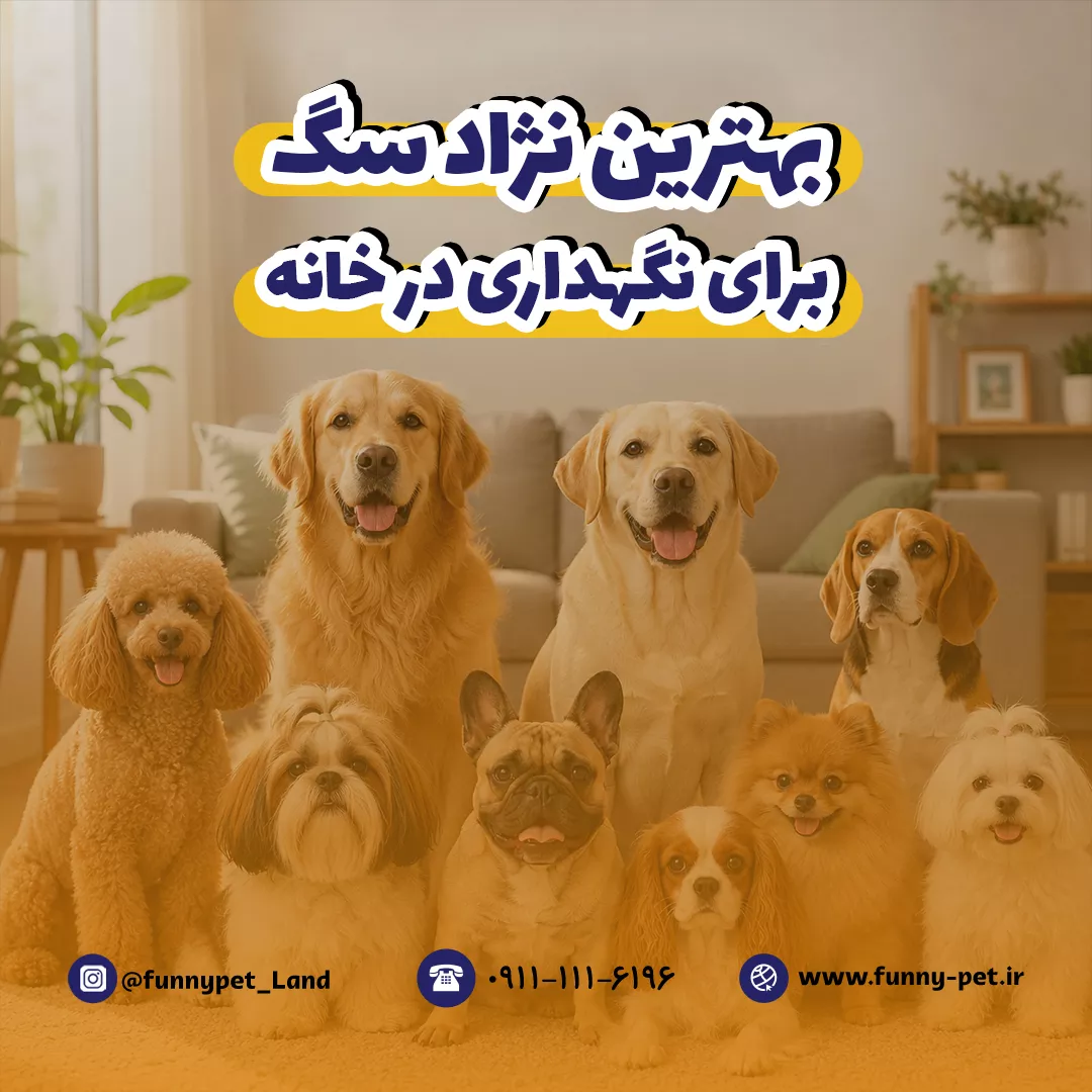 بهترین نژاد سگ برای خانه، راهنمای انتخاب بهترین نژاد سگ خانگی