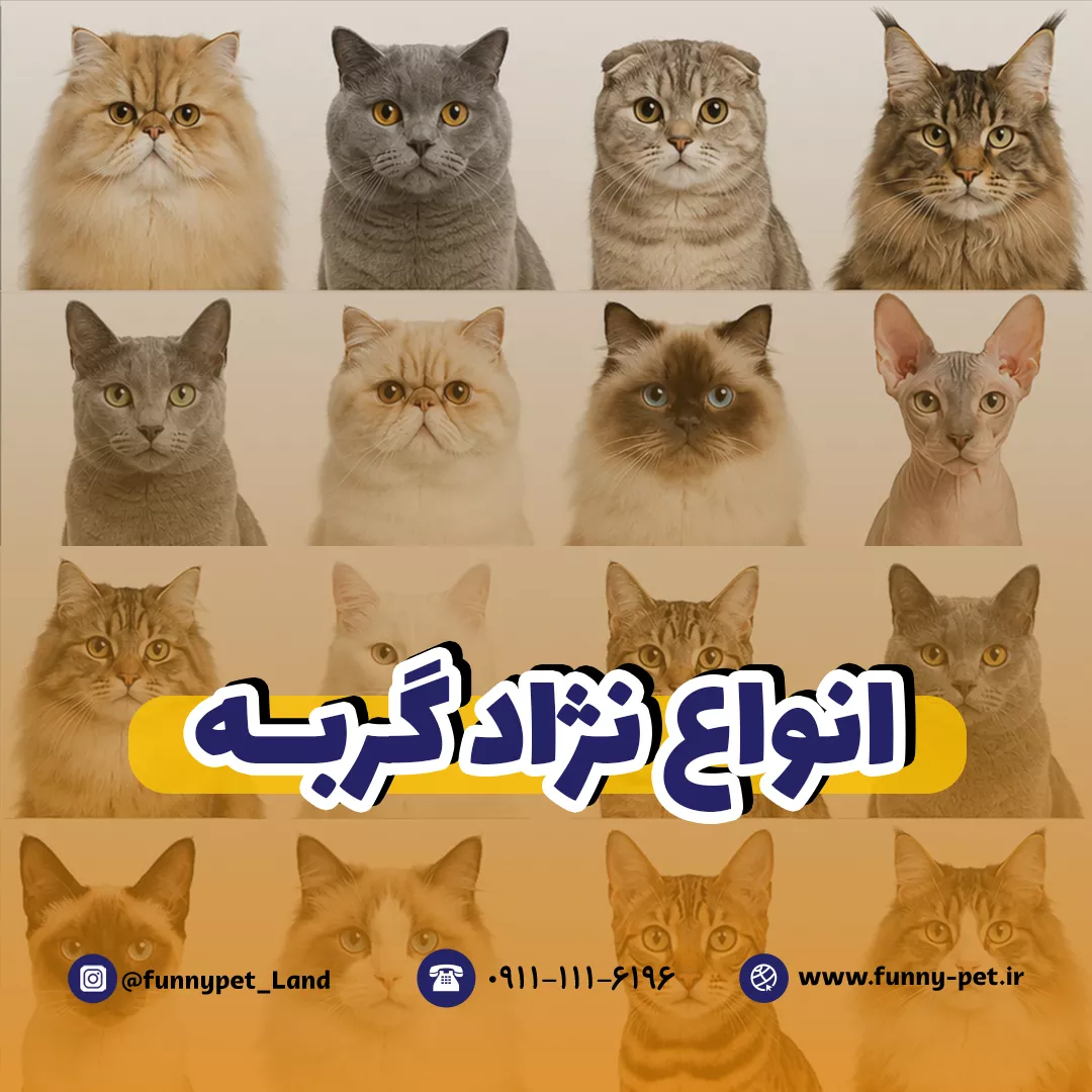 انواع نژاد گربه